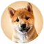 MEEKO logo