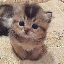 ELON’S CAT logo