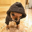 Doginhood logo