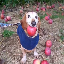 dog with apple in mouth logo