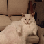 SofaCat logo