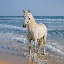 HORSE COIN logo