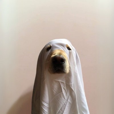 Definitely a cat logo