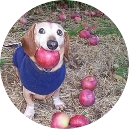 dog with apple in mouth logo