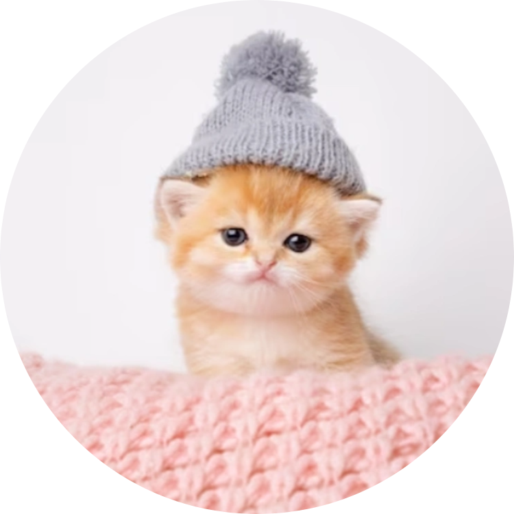Kitten Wif Hat logo