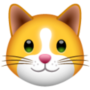KittenFinance logo