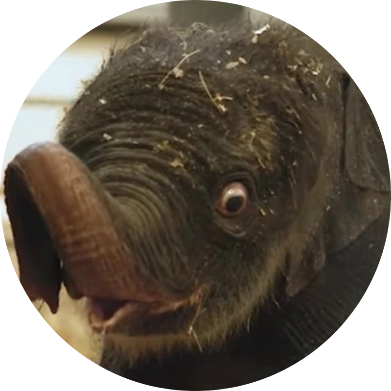 New Baby Elephant Houston Zoo logo